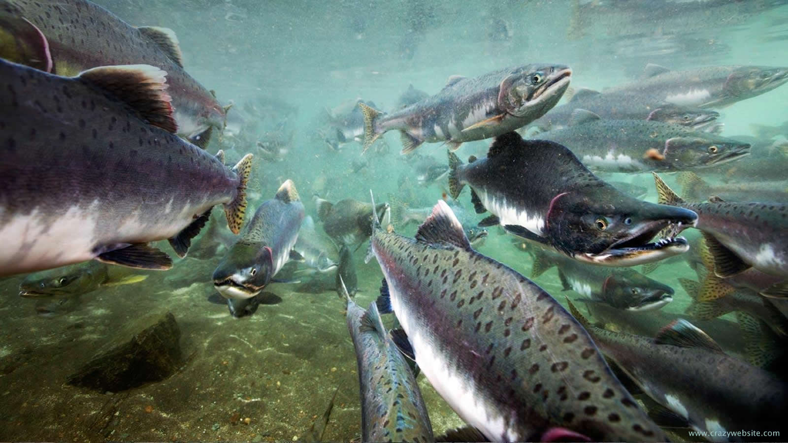 Salmon Fishing Wallpaper