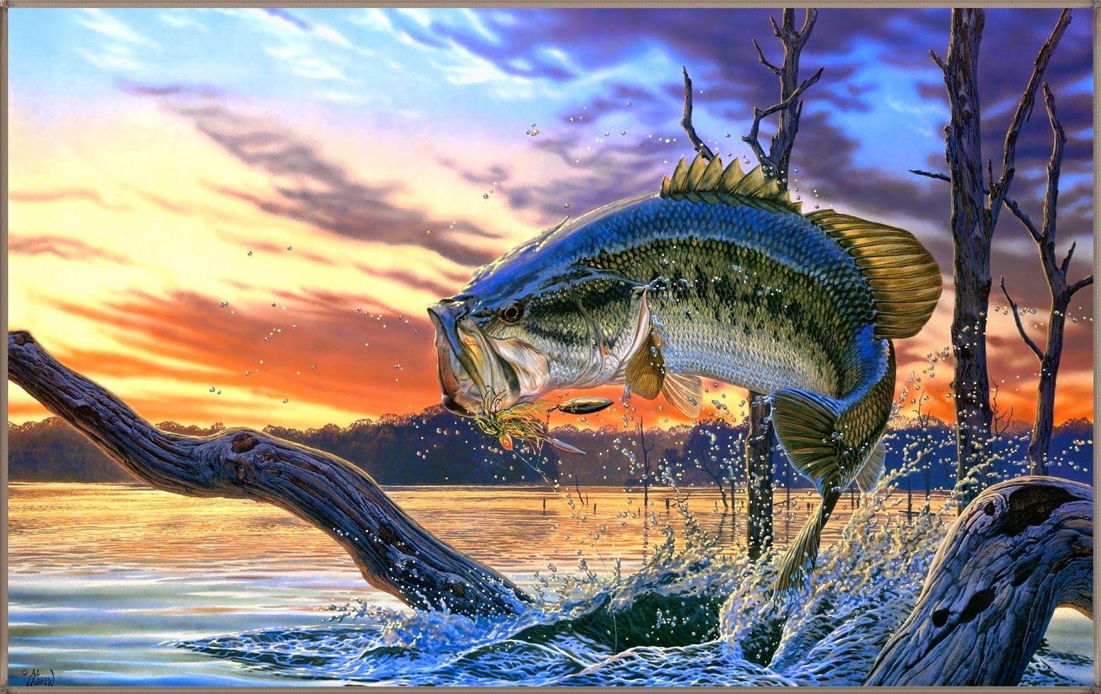 Salmon Wallpaper HD. Fish wallpaper, Fish, Fishing picture