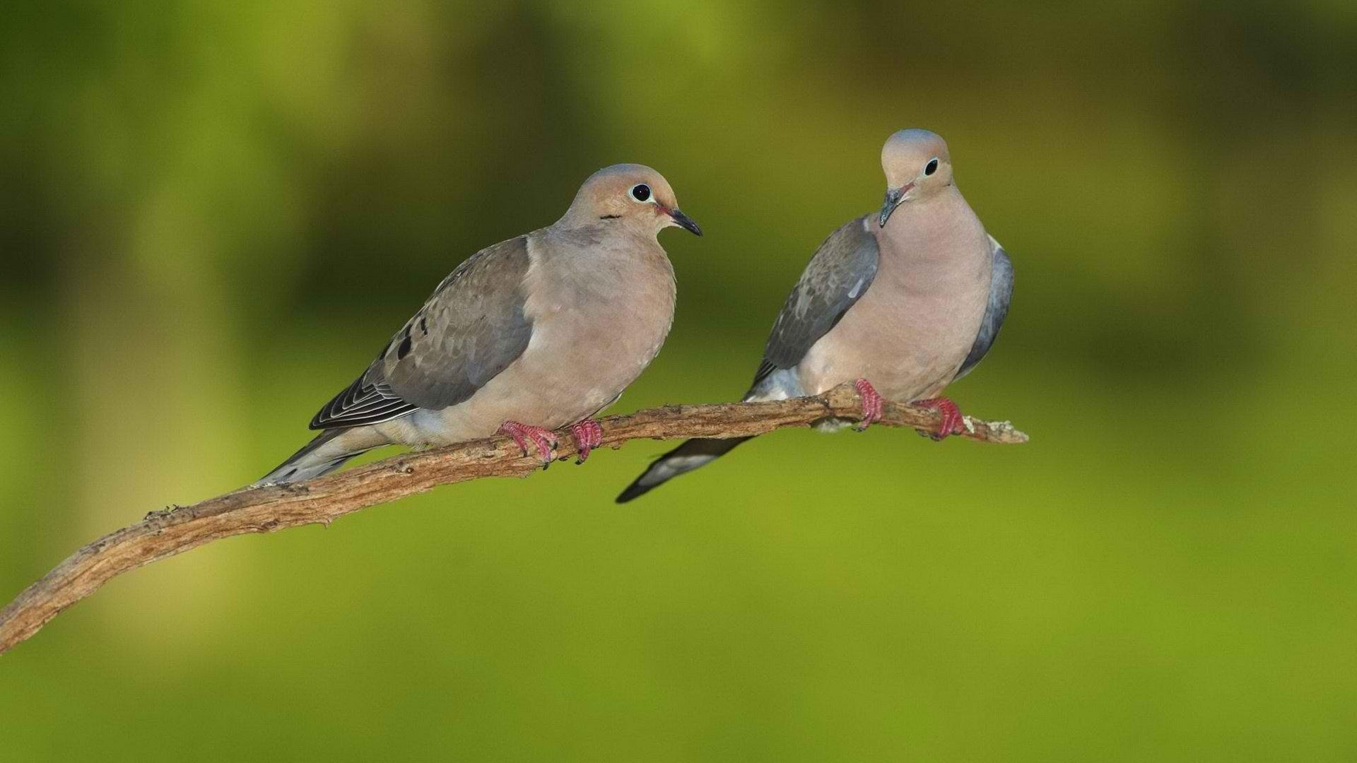 Pigeon HD Wallpaper