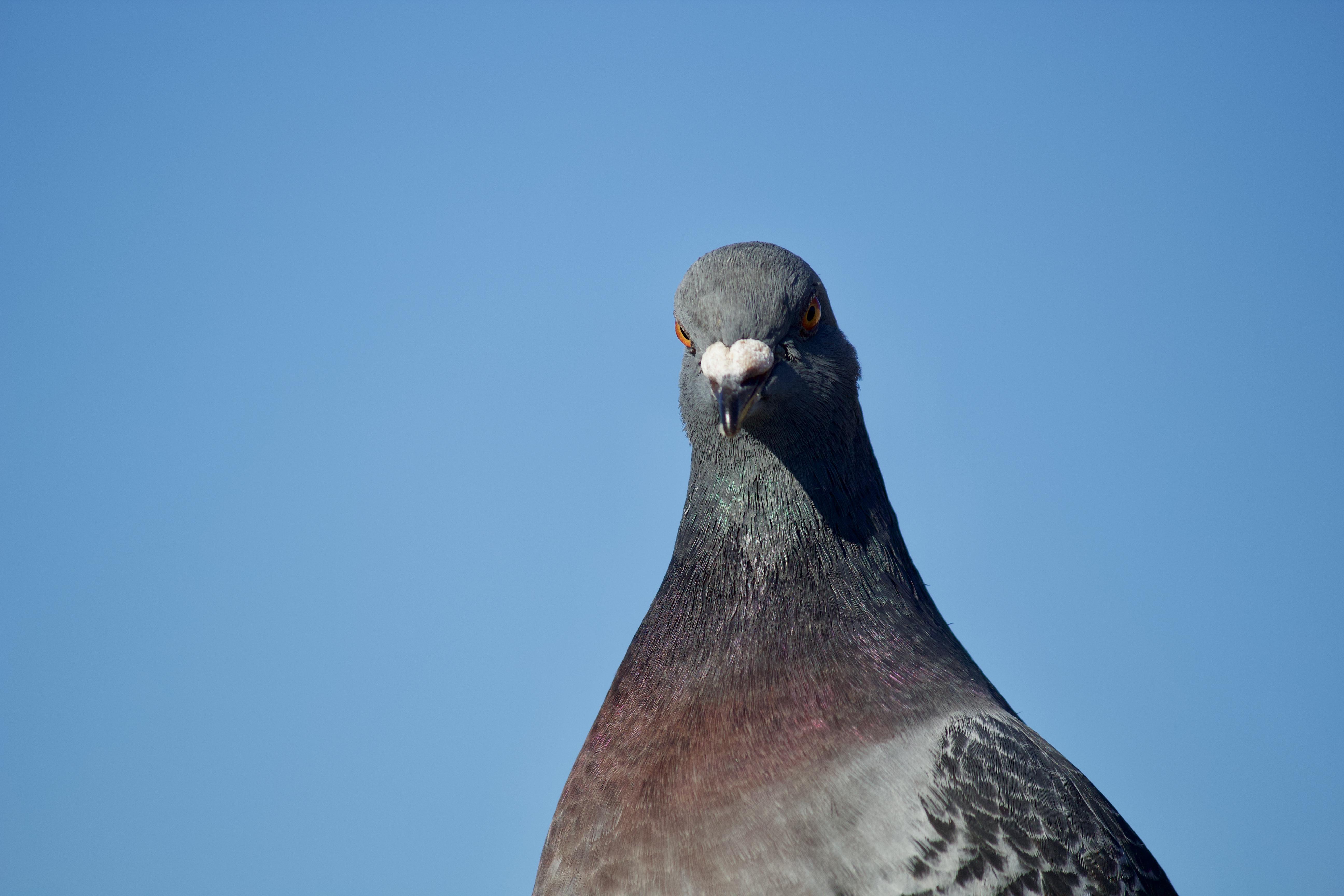 Columbidae Pigeon Close Up Photography Photo