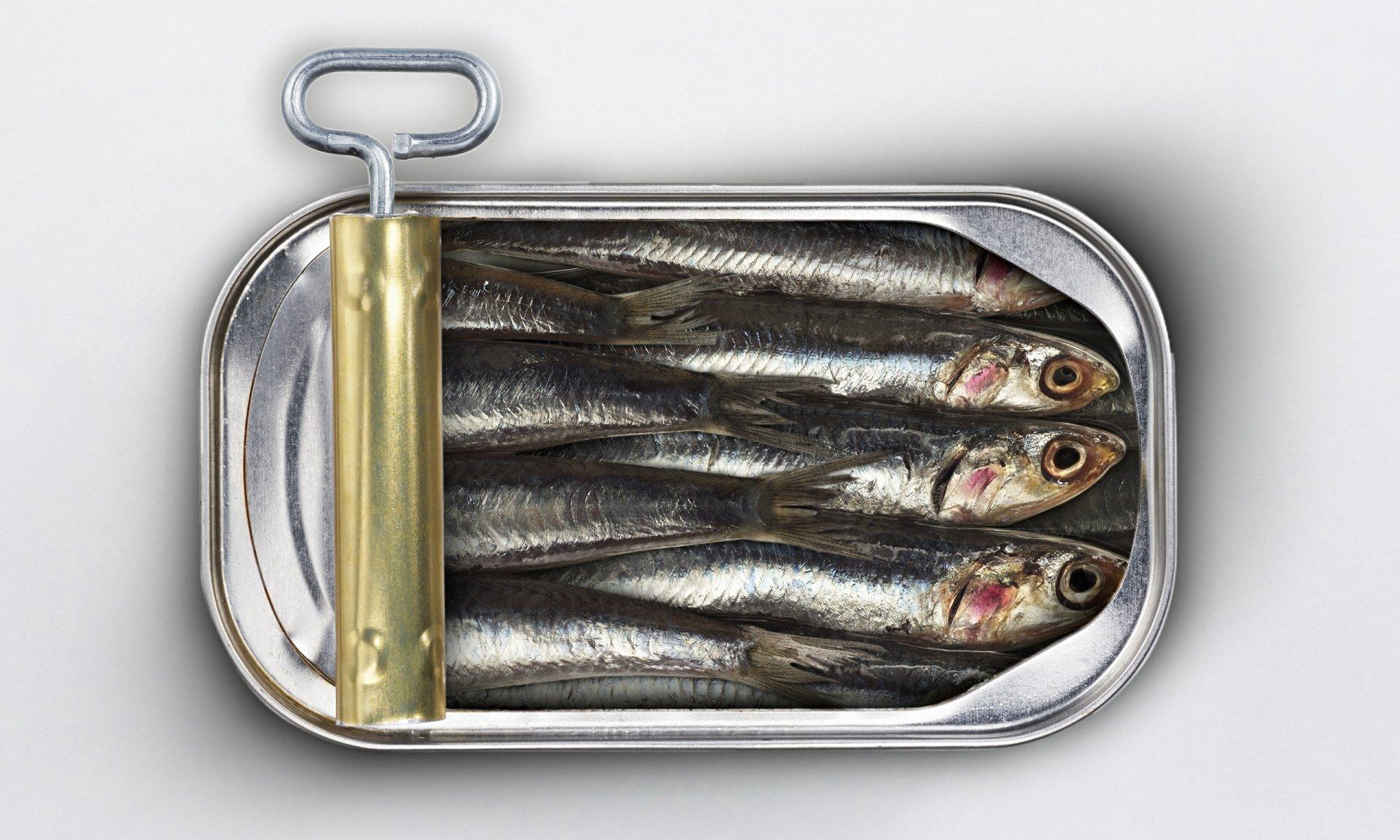 Sardines HD Wallpaper and Background Image