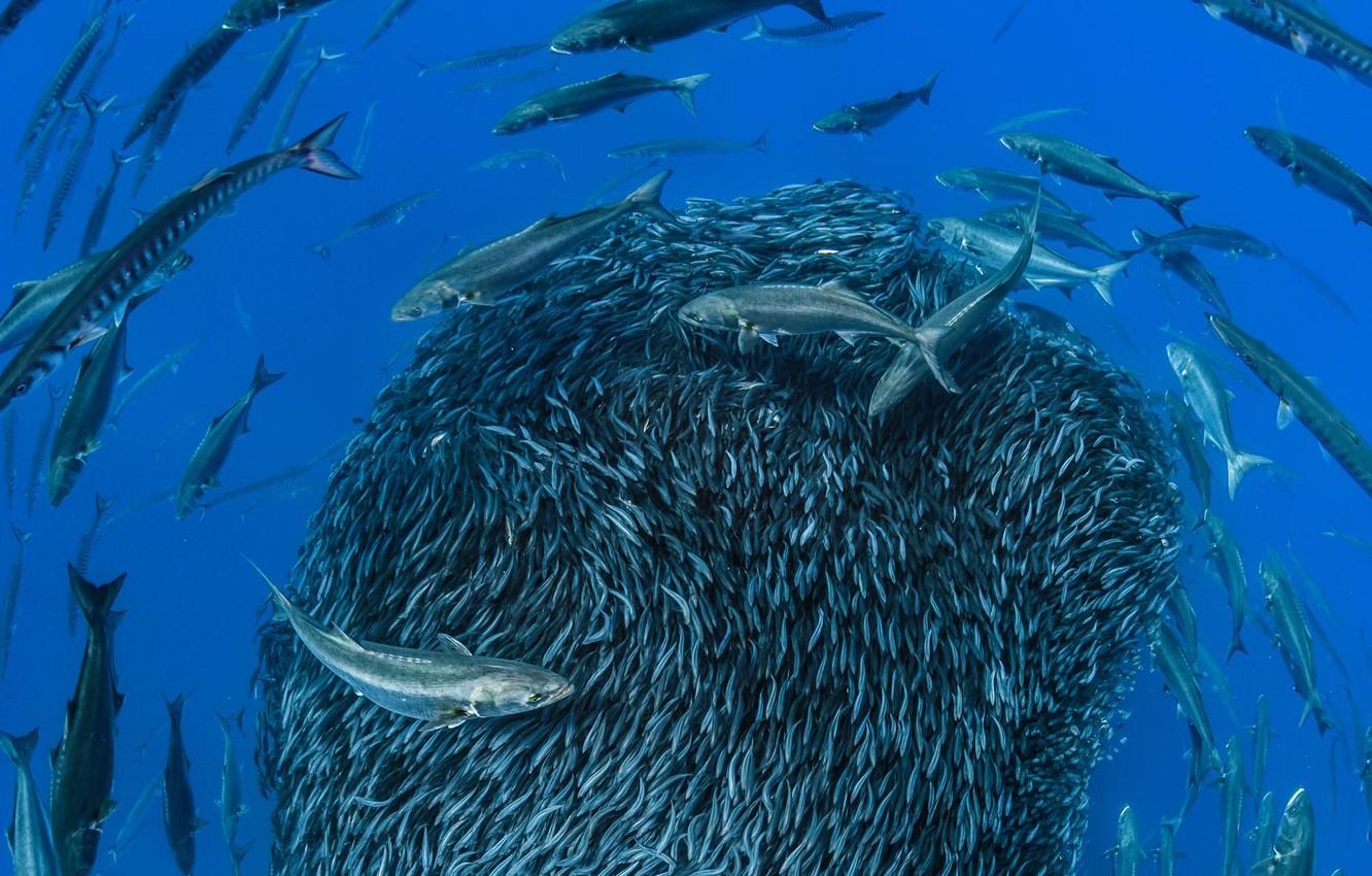 Wallpaper sea, fish, Barracuda, sardines image for desktop