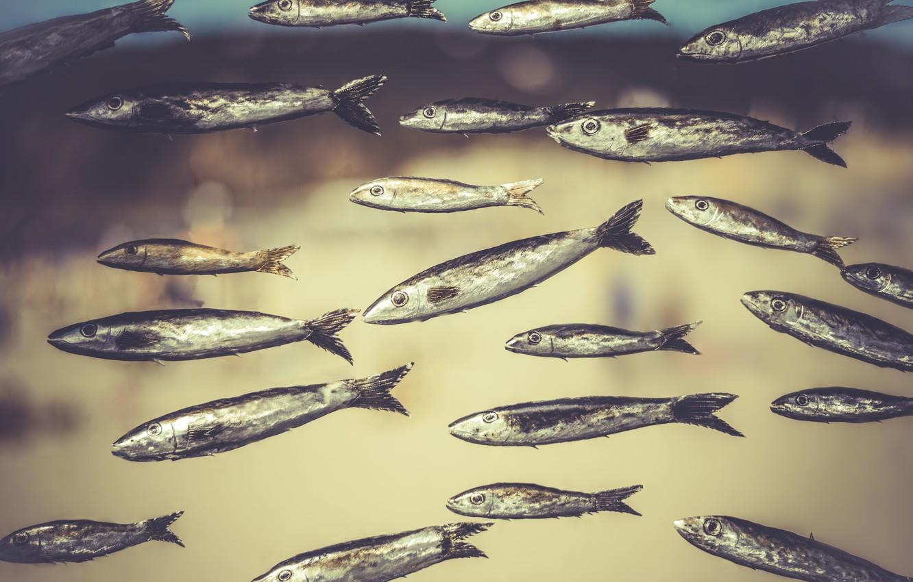 Wallpaper eyes, fish, bokeh, sardines image for desktop