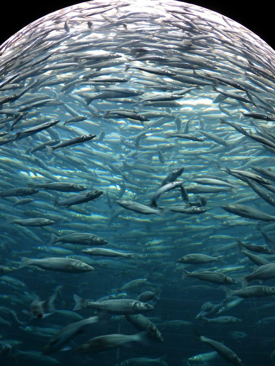 HD wallpaper: sardines, fish, swarm, glass cylinder