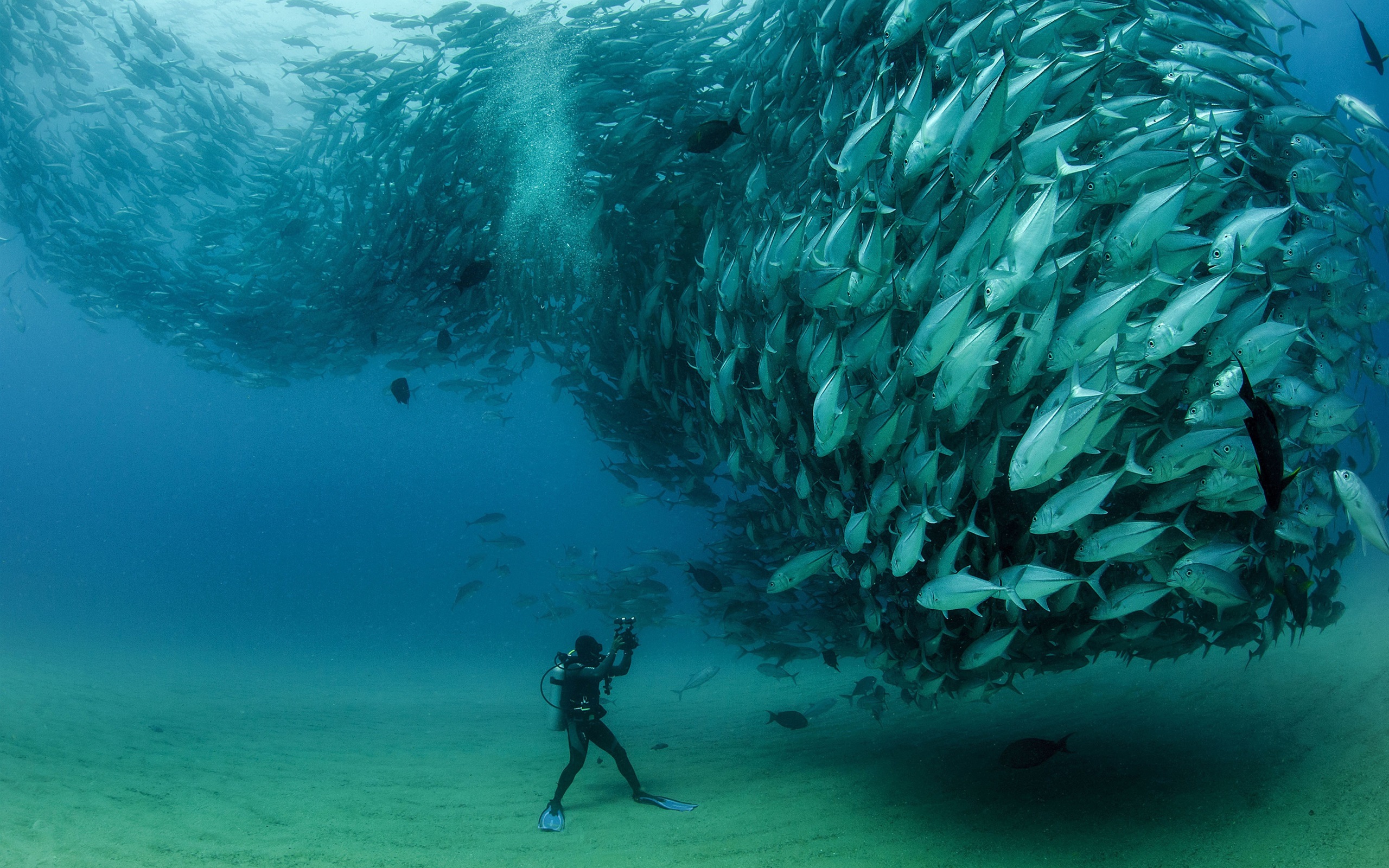 Sardines, fish underwater, diver, Cabo Pulmo National Park