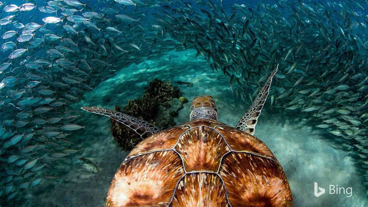 Bingverified Account Sea Turtle With Sardines Near