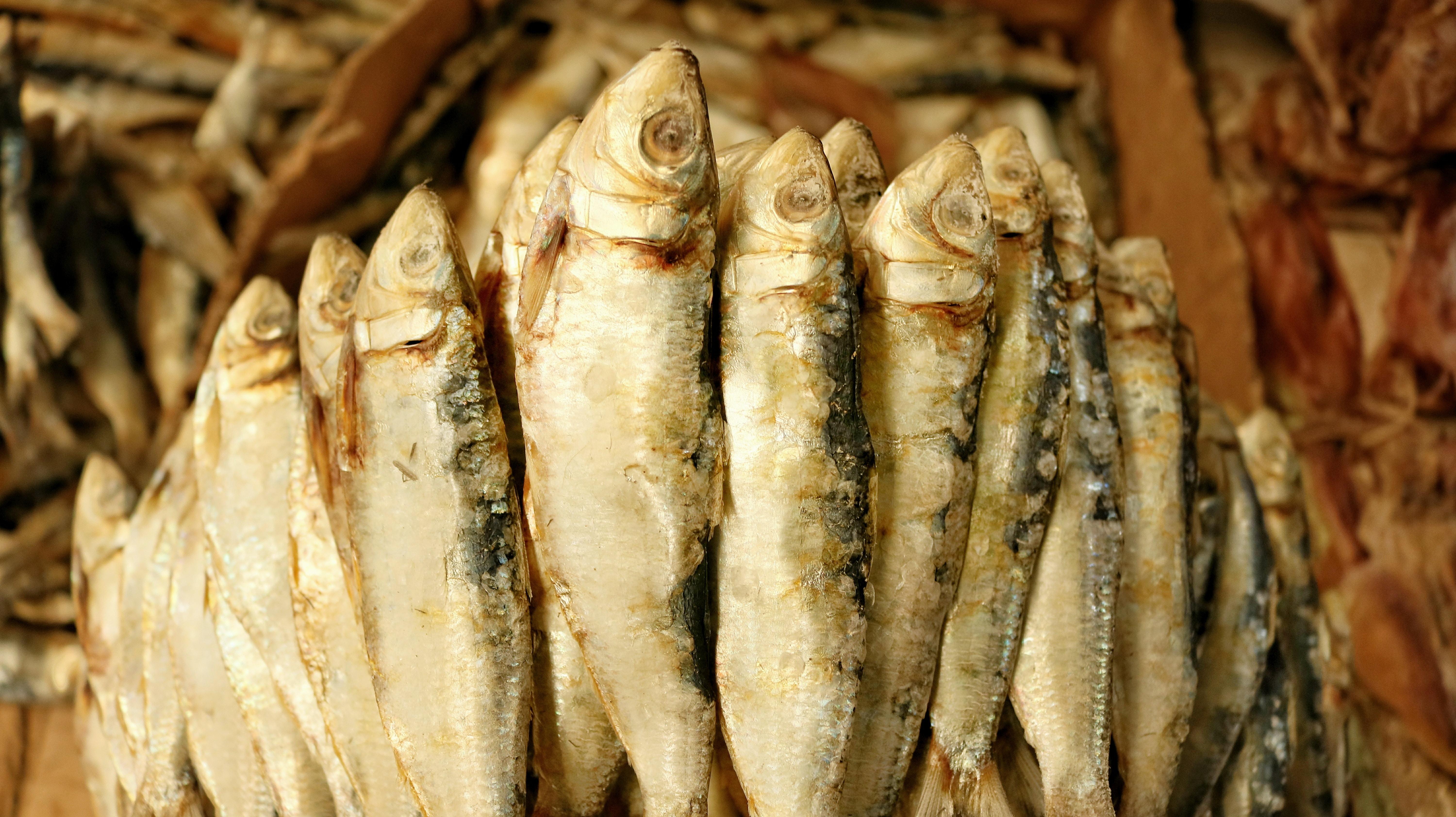 Sardines Picture. Download Free Image