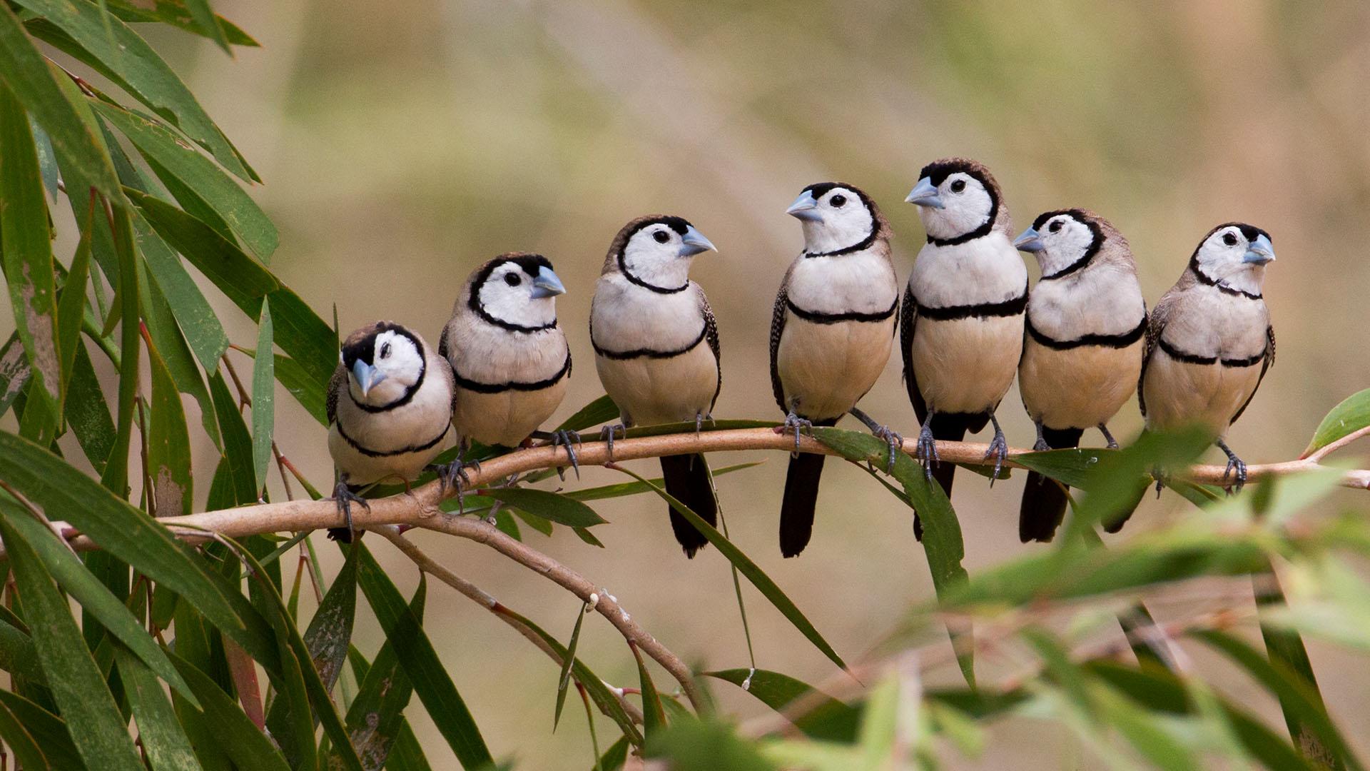 Barred Finches