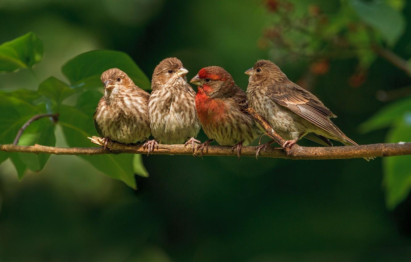 Wallpaper birds, branch, family, finches image for desktop