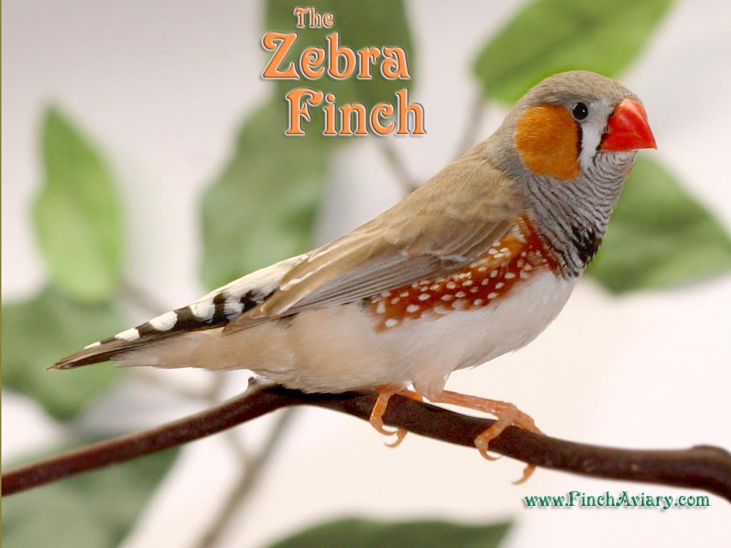 Finch Aviary