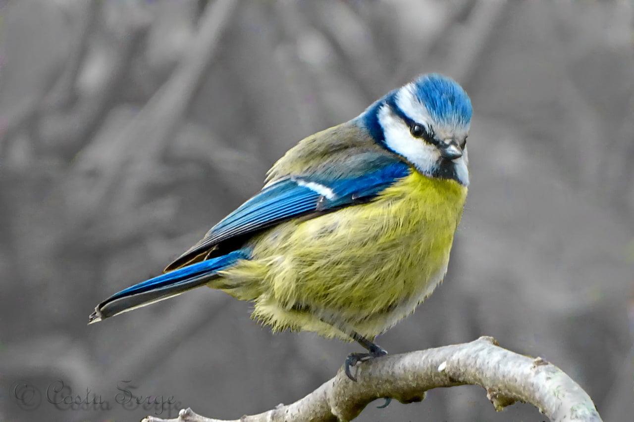 Blue, white, and yellow Finch HD wallpaper