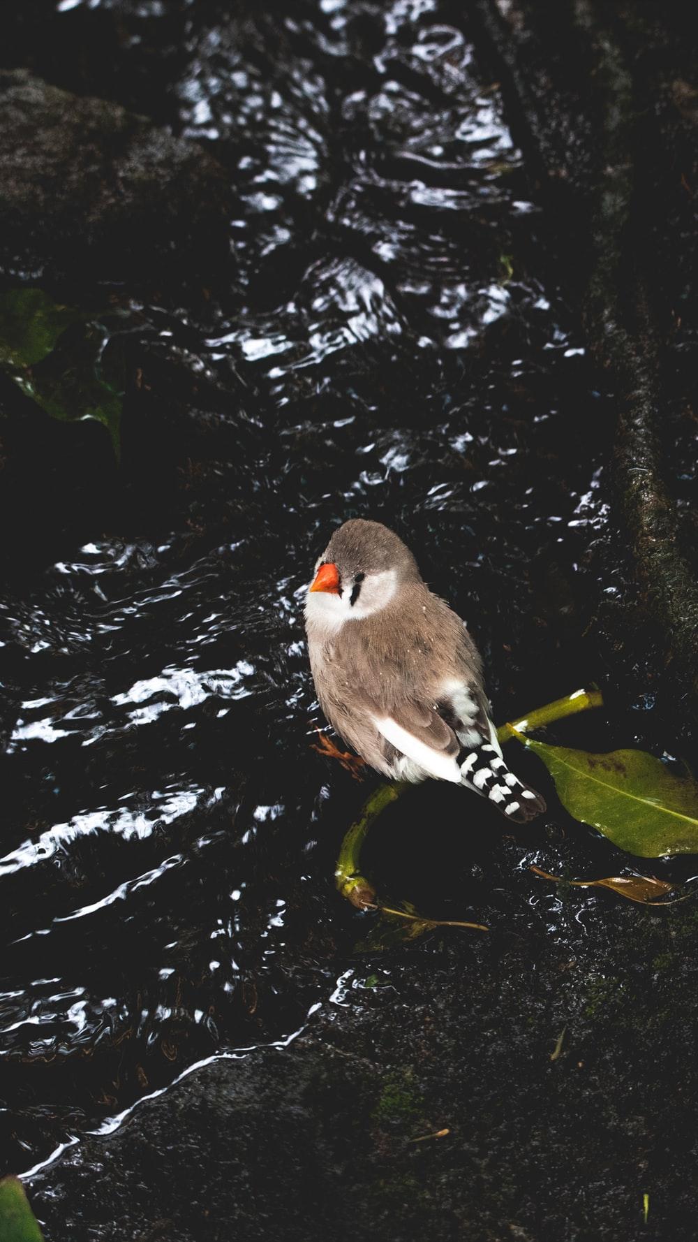 Zebra Finch Picture. Download Free Image