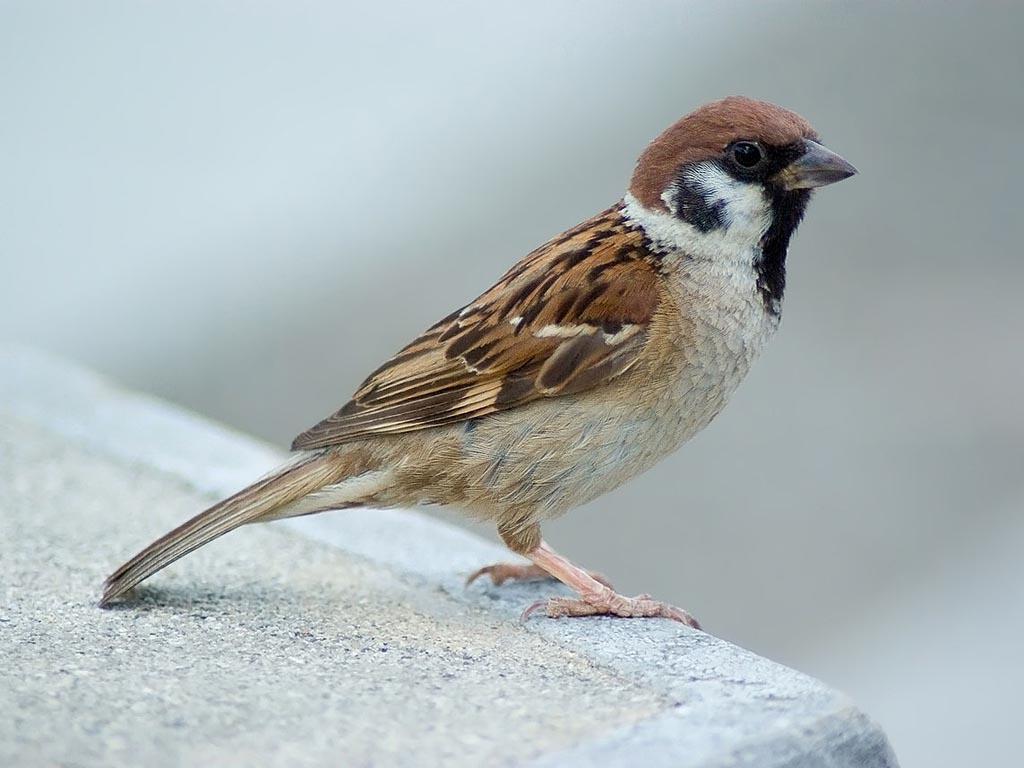 Sparrow Image, Sparrow Eurasian Tree Wallpaper