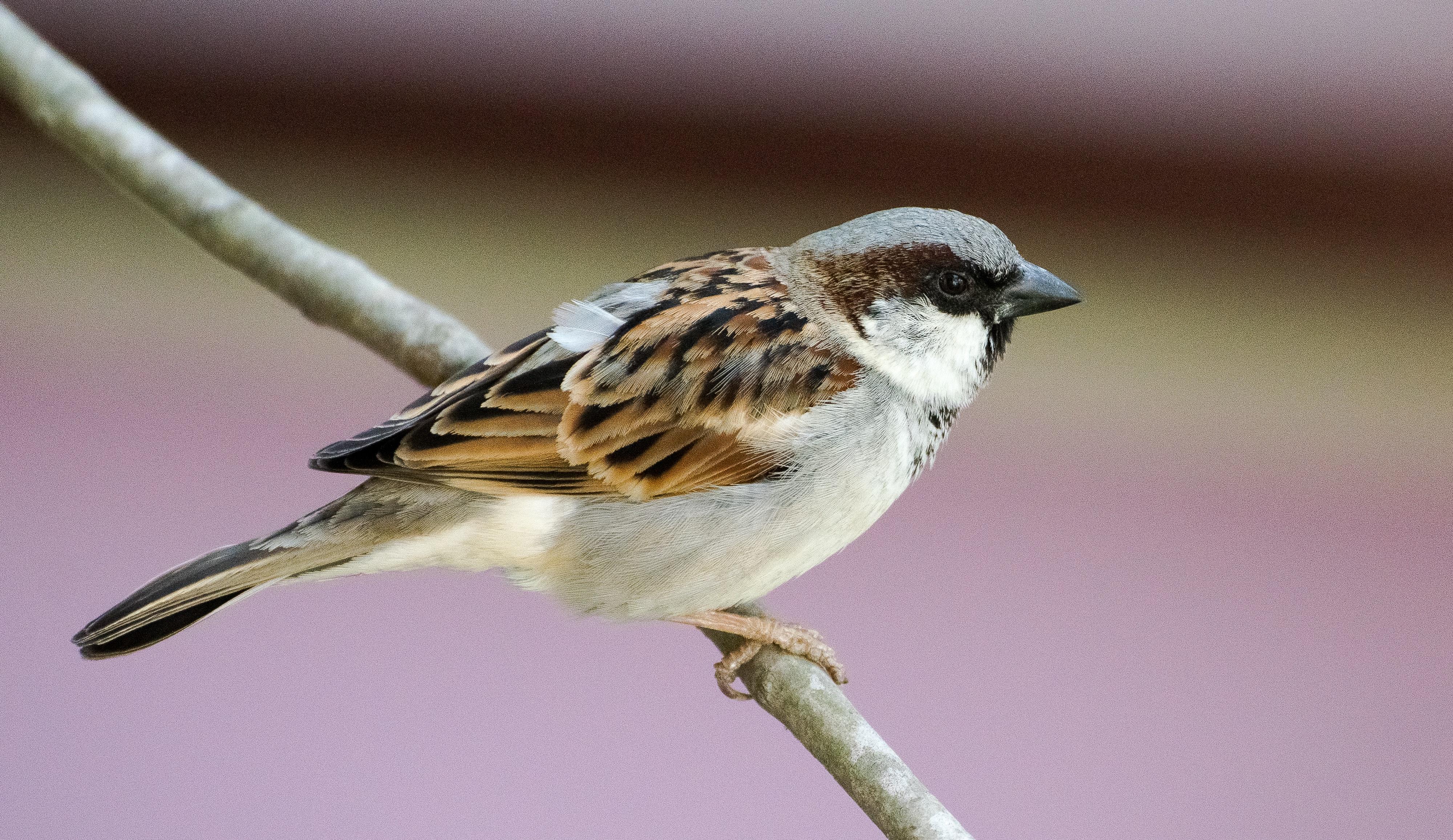 Free of house sparrow, nature