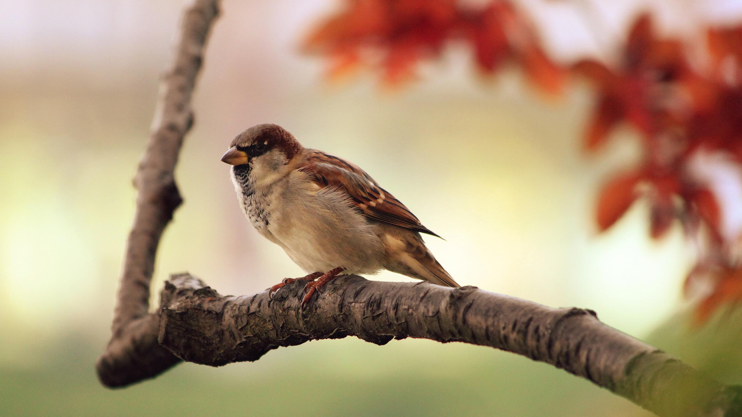 Close Up, Nature, Birds, Sparrow Wallpaper