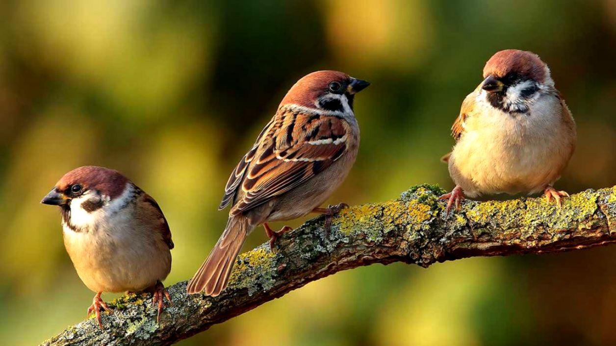 Sparrows Birds HD Wallpaper