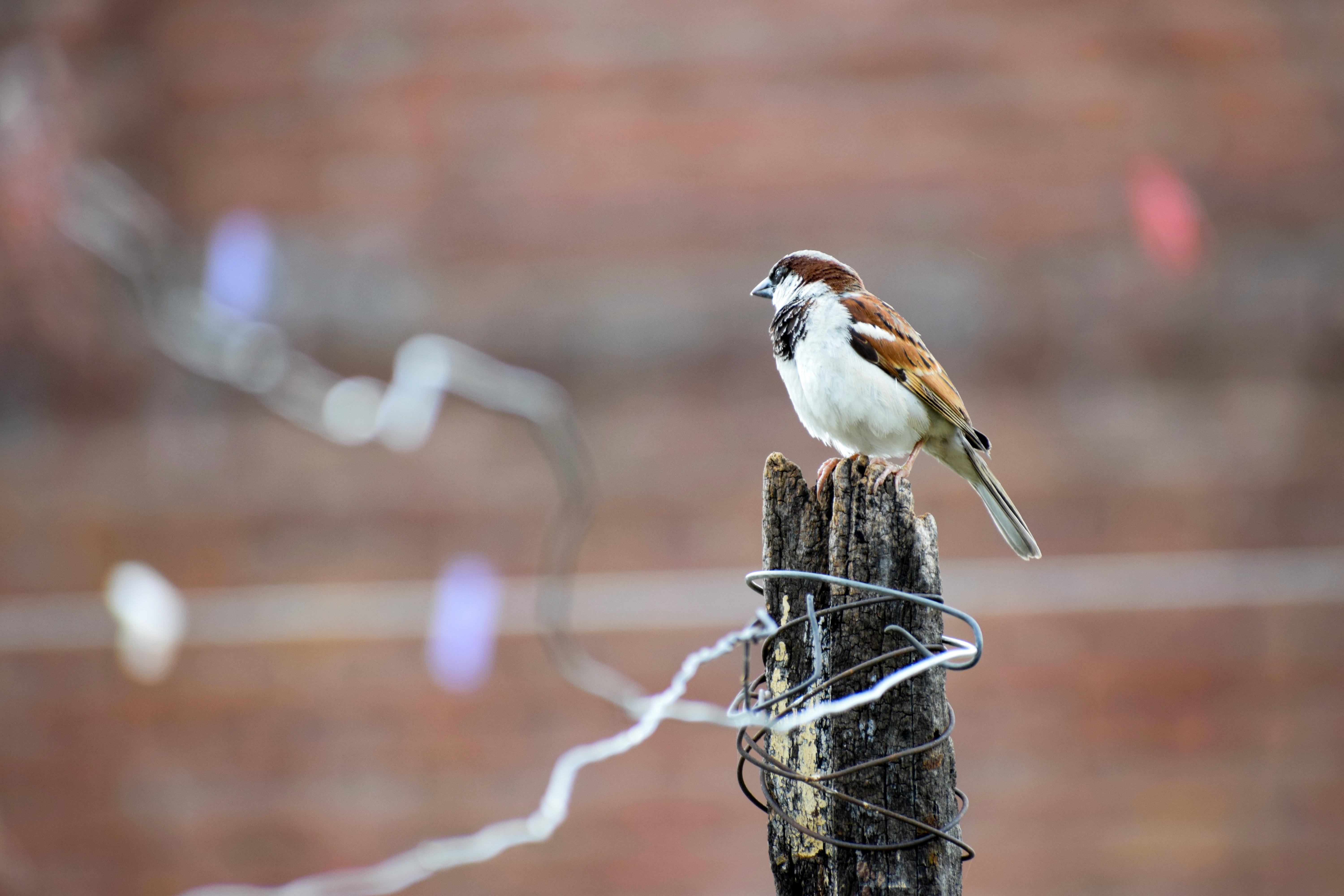 House Sparrow Picture. Download Free Image