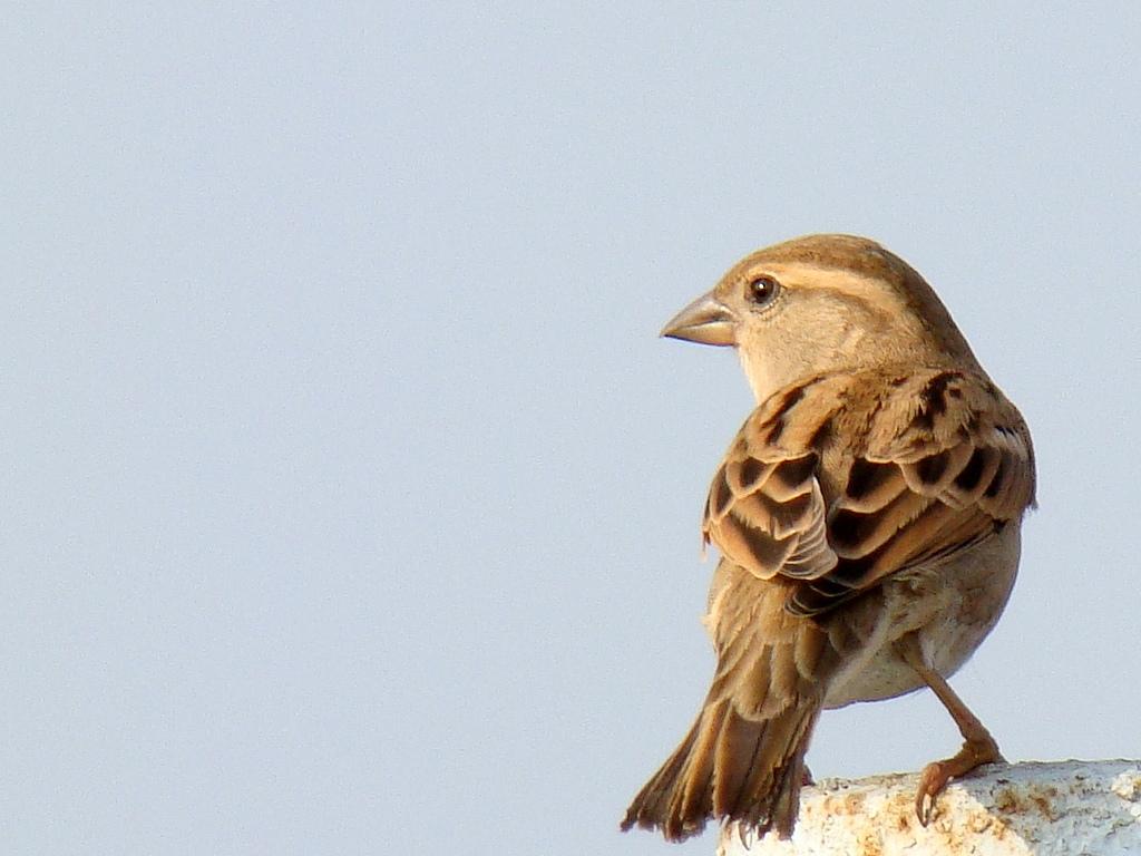 Female sparrow wallpaperx768