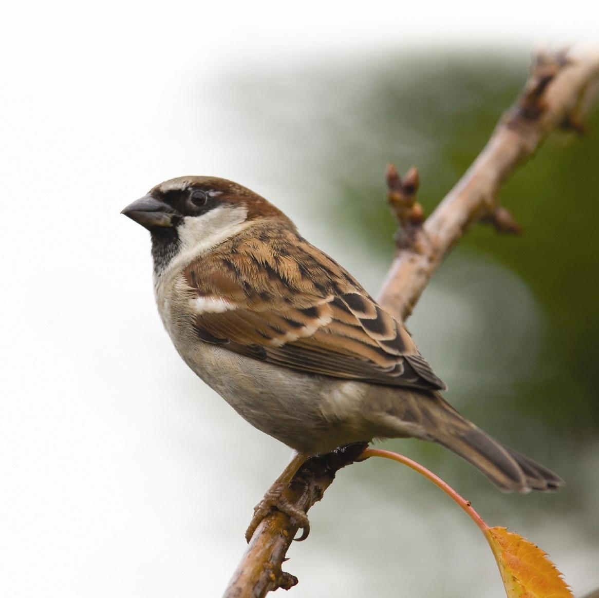 Animals Sparrow 1166x1165px