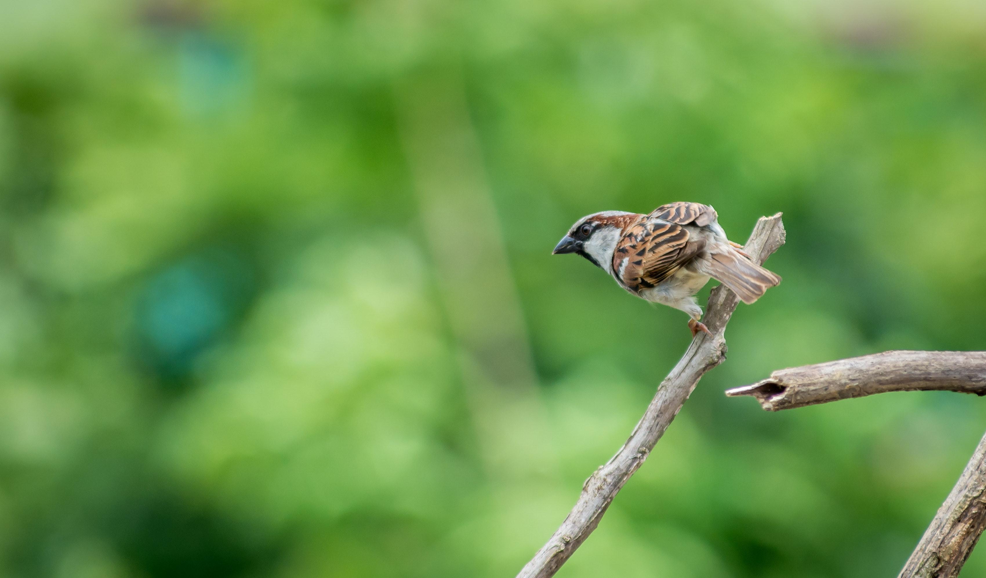 Selective Focus Photography of House Sparrow Perching
