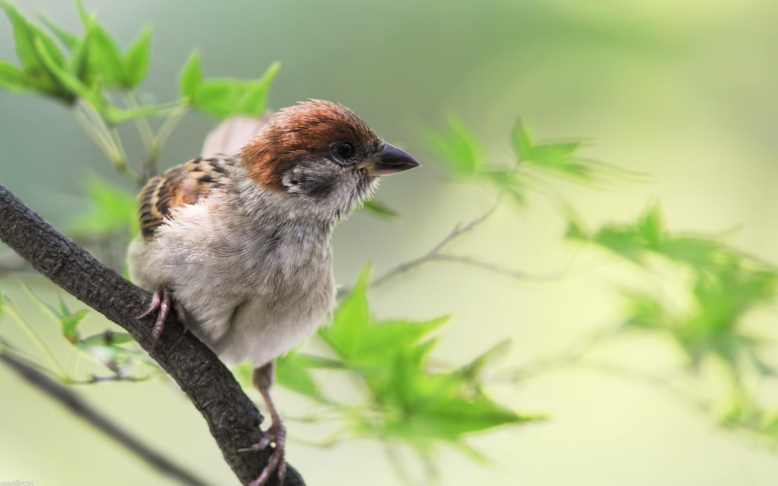 Download wallpaper 2560x1600 sparrow, bird, branch, sit