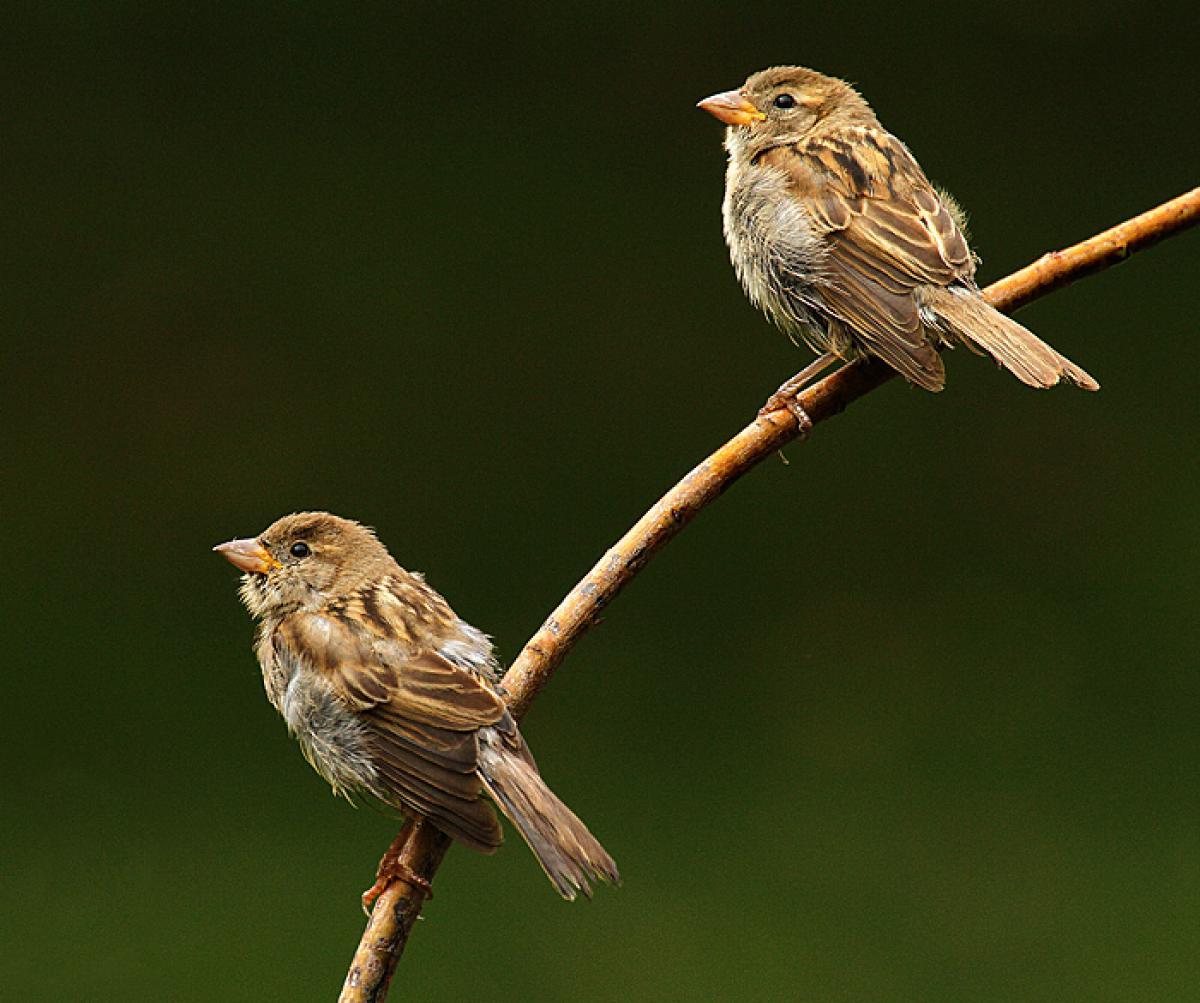 House sparrow. New Zealand Birds Online