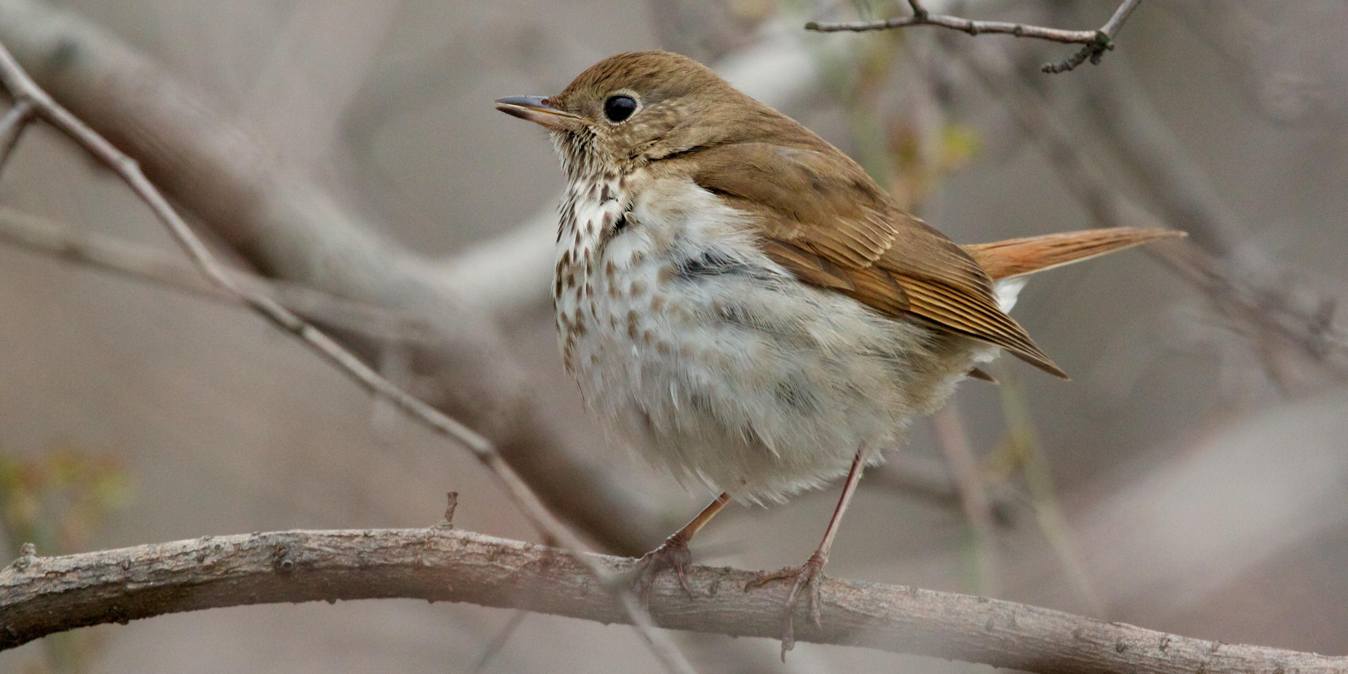 Hermit Thrush photo and wallpaper. Collection