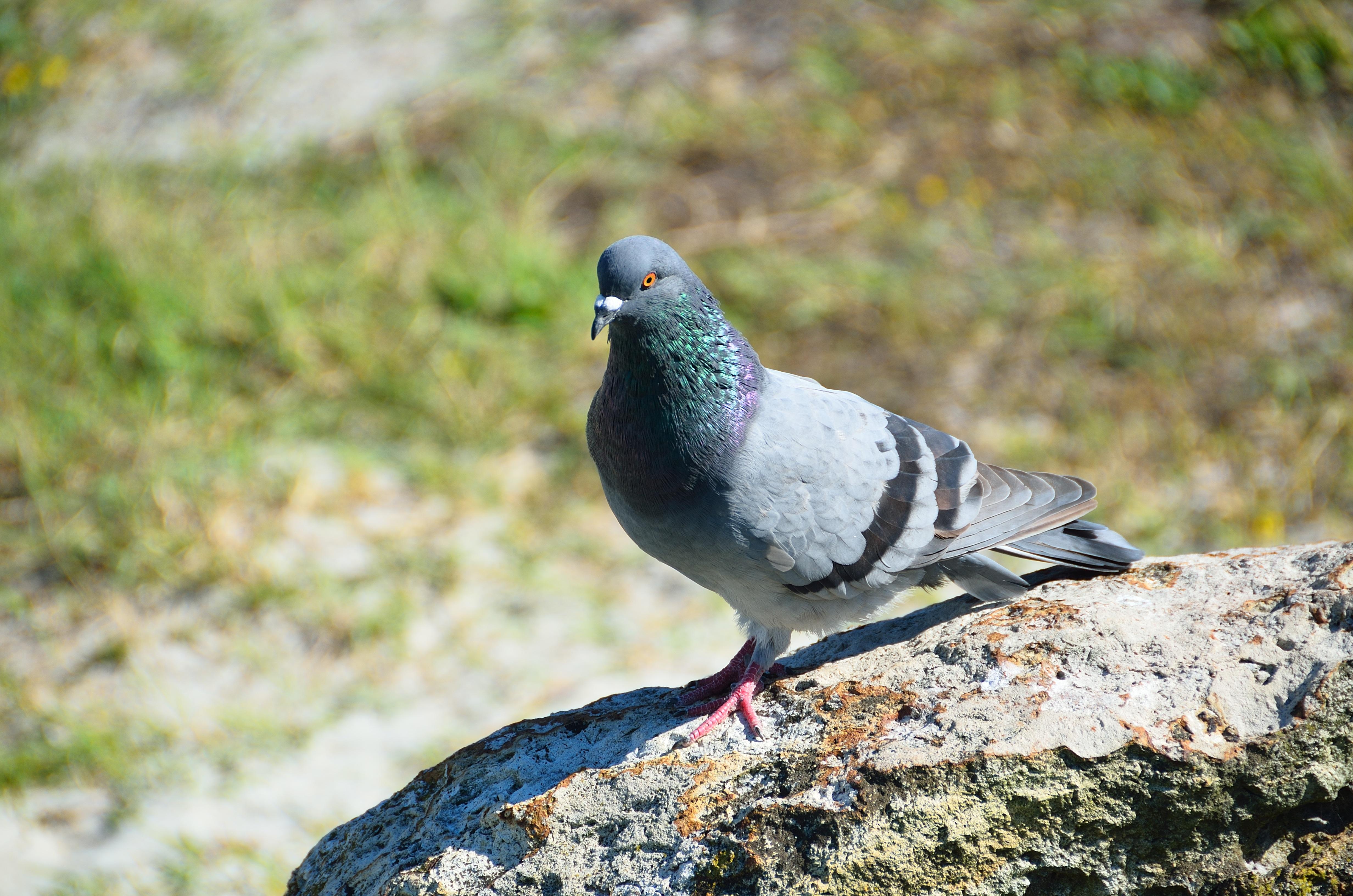 Rock Dove (Pigeon) 4k Ultra HD Wallpaper. Background Image