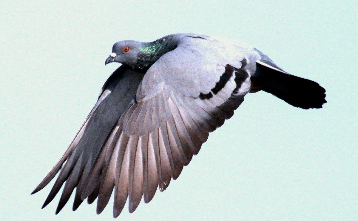 Blue Rock Pigeon Flying. Digital art photography, Art