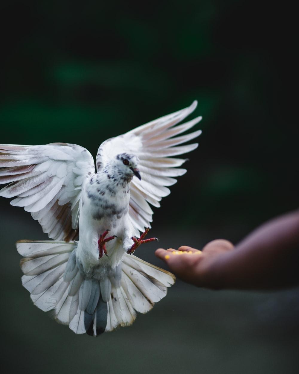 rock dove flying beside hand photo