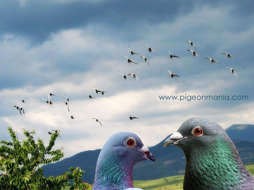 pigeon wallpaper Image Wallpaper. Nicobar pigeon, Pigeon