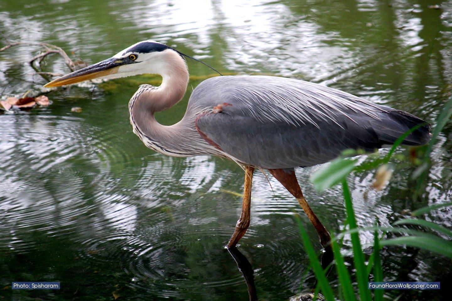 Heron HD Wallpaper and Background Image
