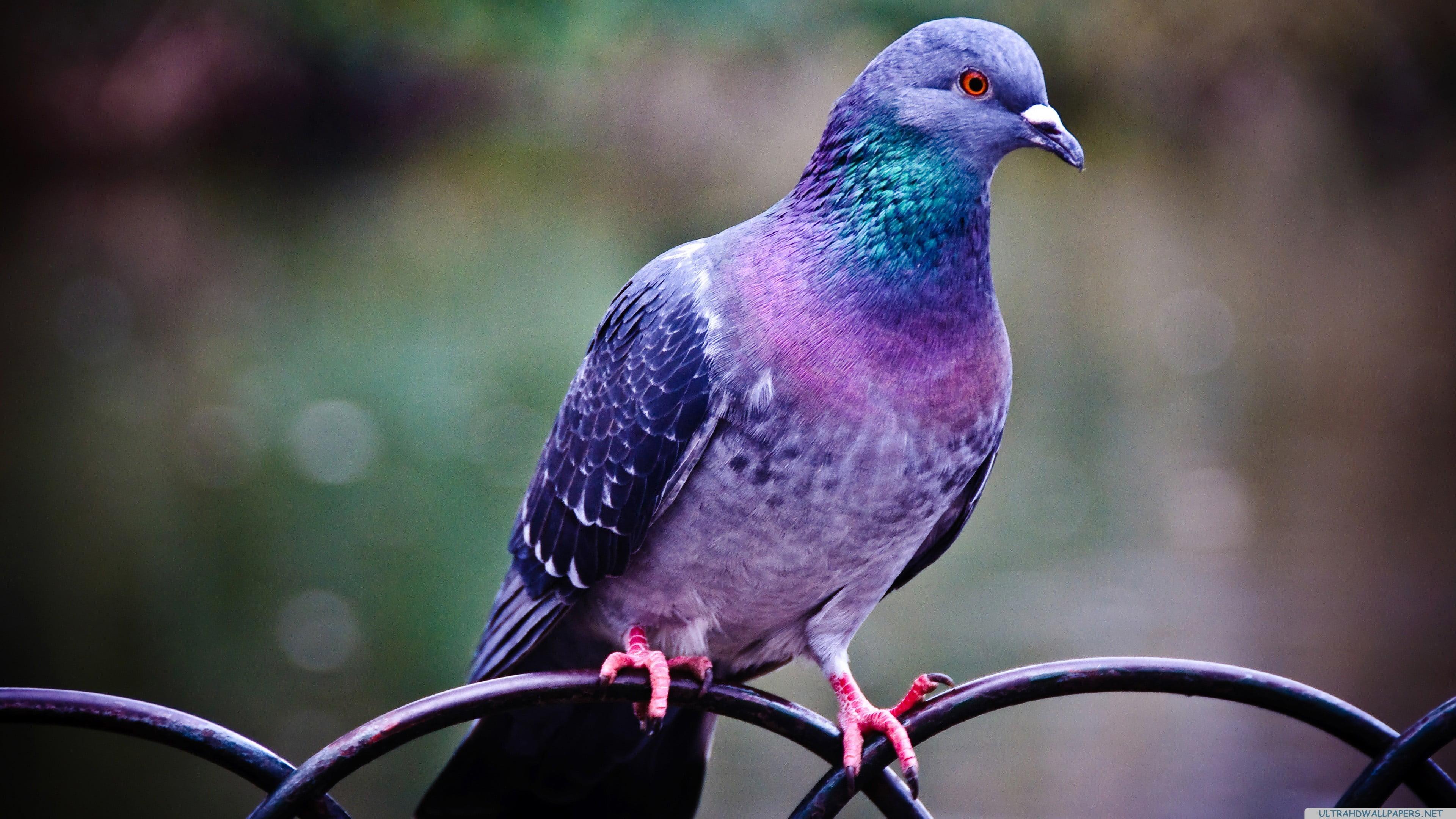 Purple, green, and pink pigeon, pigeons, birds HD wallpaper