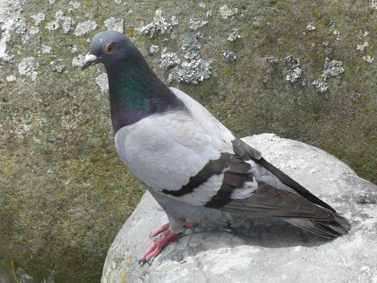 Rock pigeon. New Zealand Birds Online