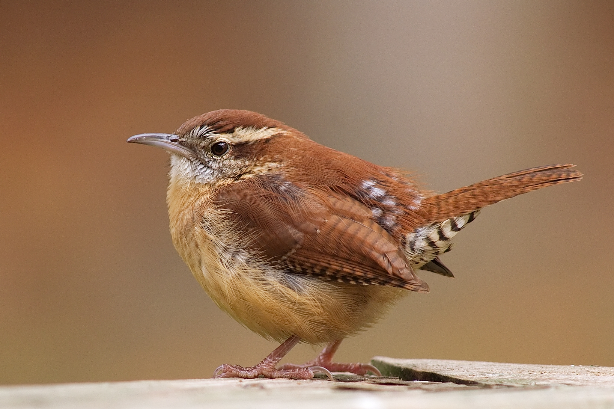 Wren HD Wallpaper and Background Image