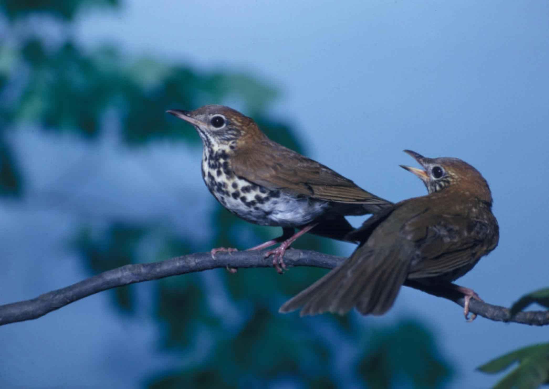 Free picture: pair, wood, thrushes, songbirds, perching, branch