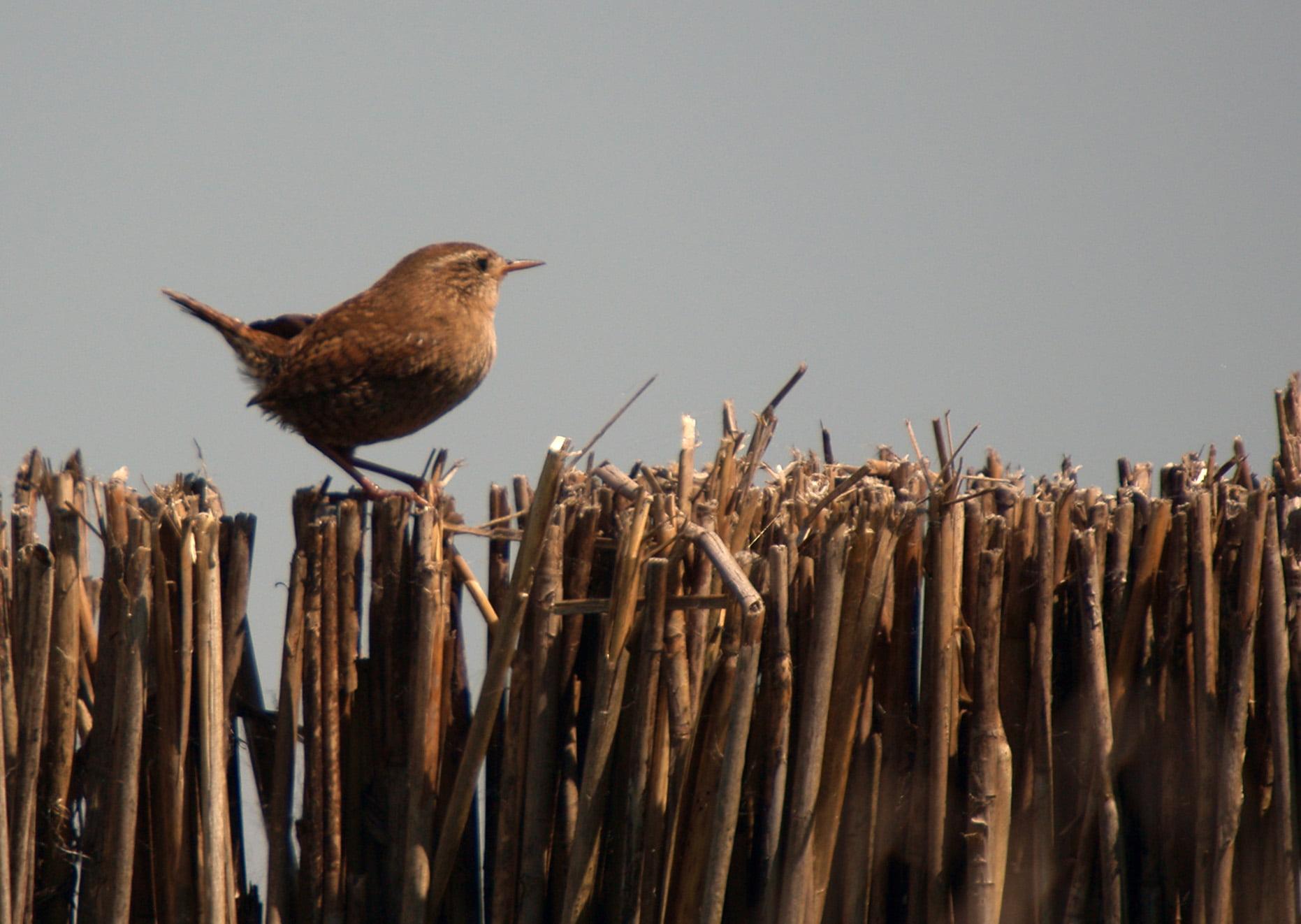 Brown bird perched on brown sticks, wren HD wallpaper