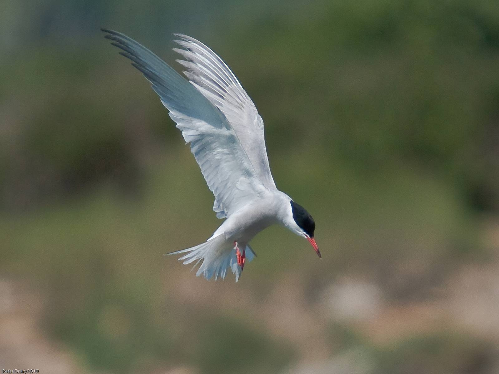 Tern (Sternidae)