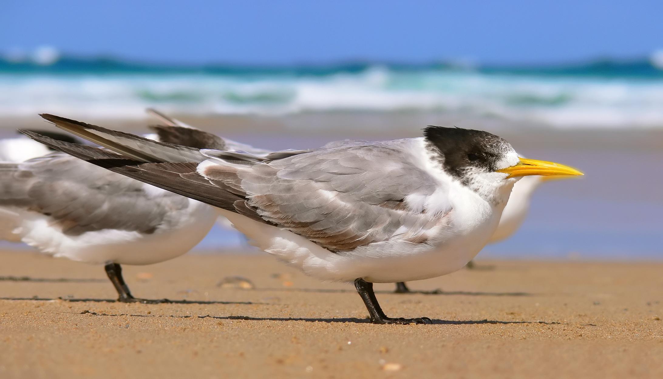 Crested tern444