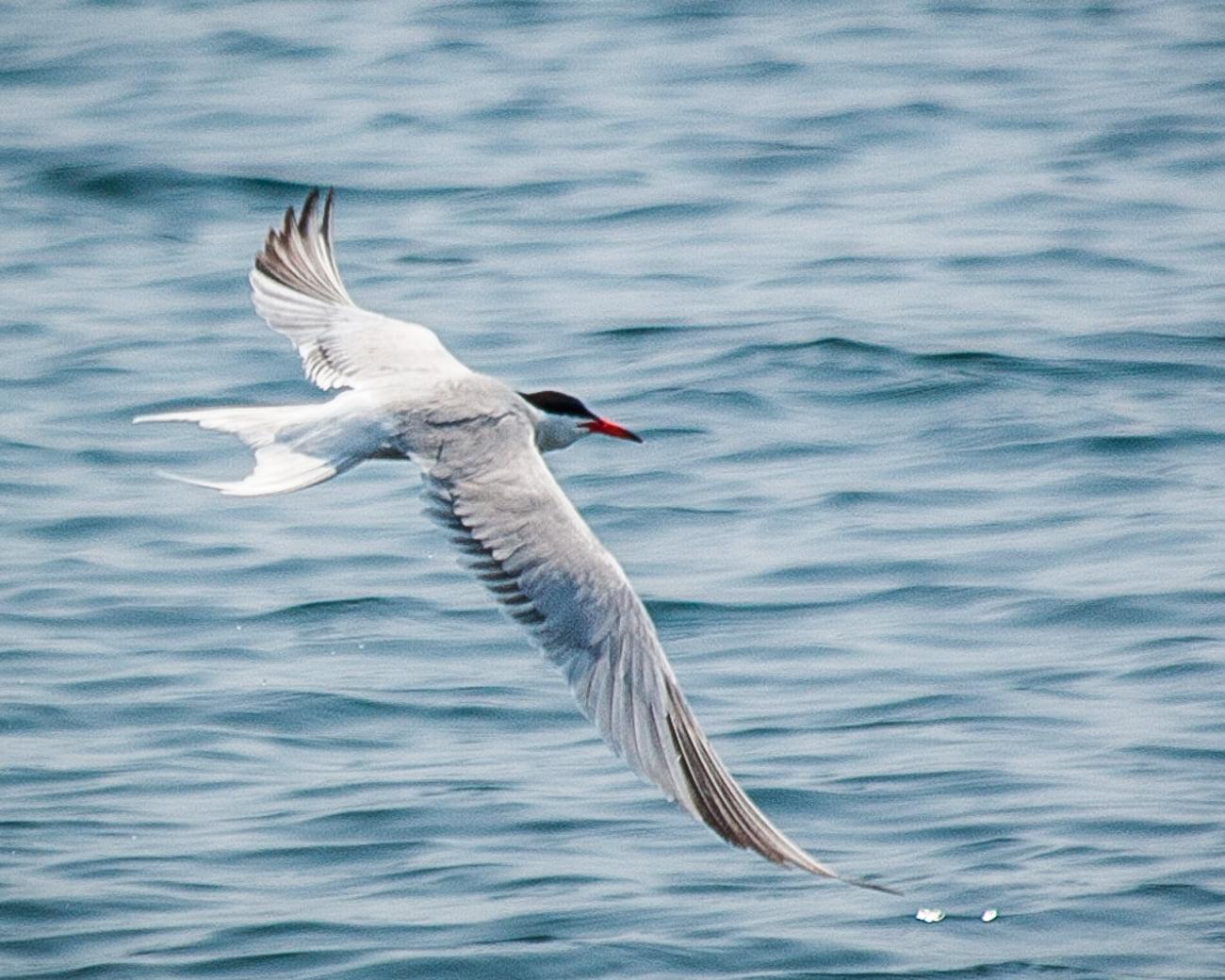 White and grey bird near body of water, common tern HD