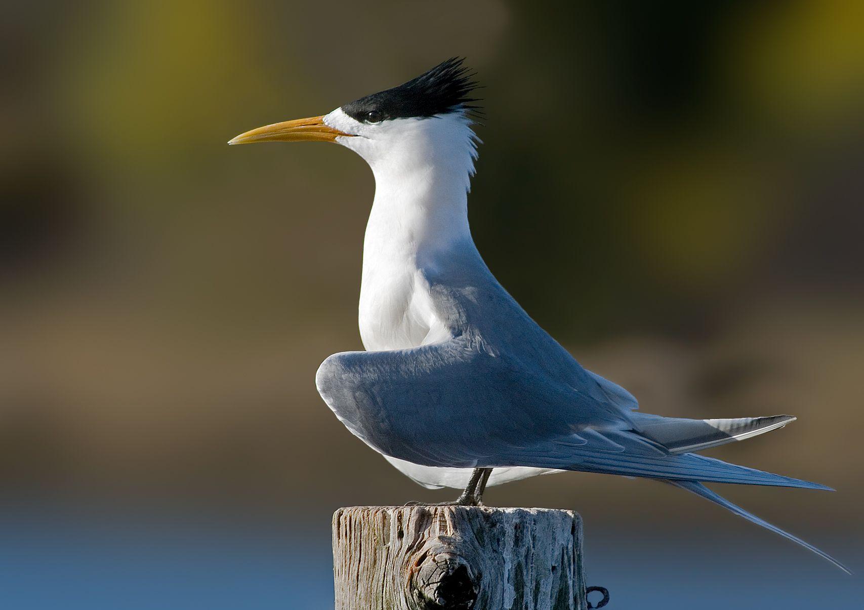 Greater crested tern, the free encyclopedia