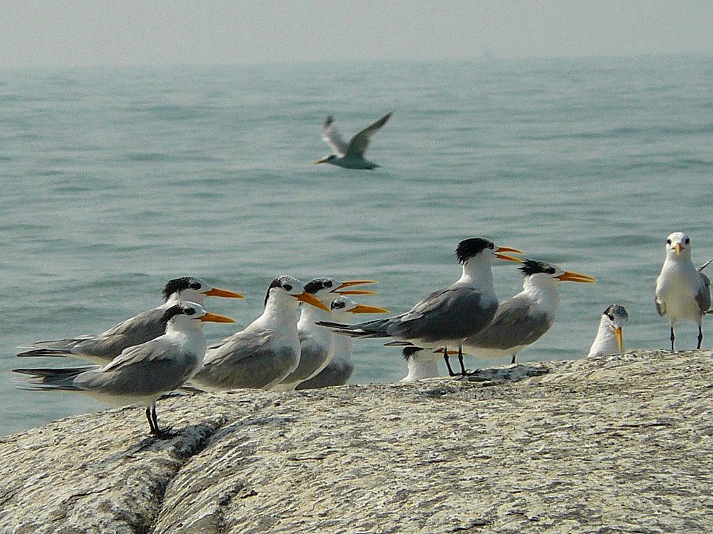 Lesser Crested Terns. A group of Lesser Crested Terns. Thes