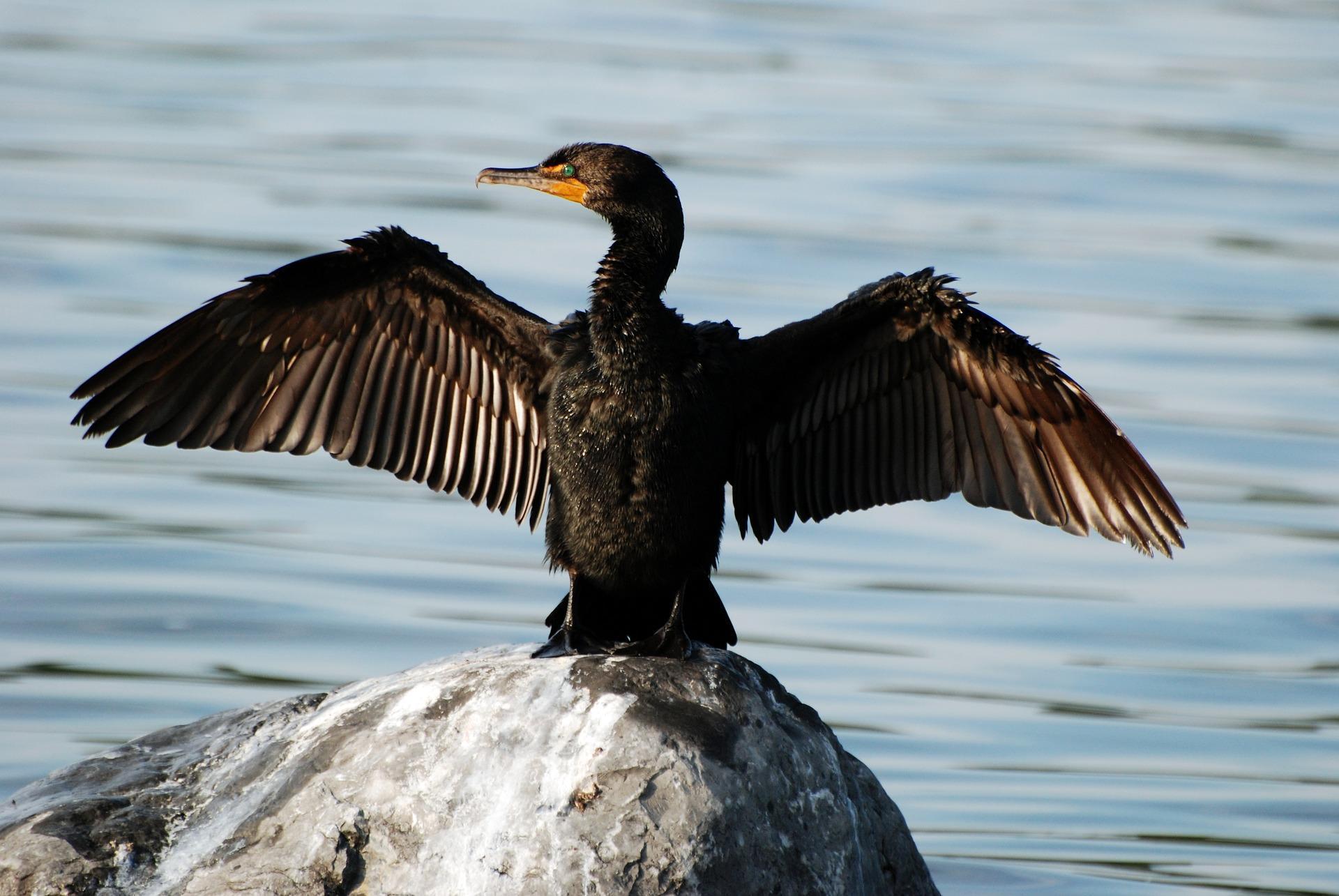 Cormorant Wallpaper HD for Android