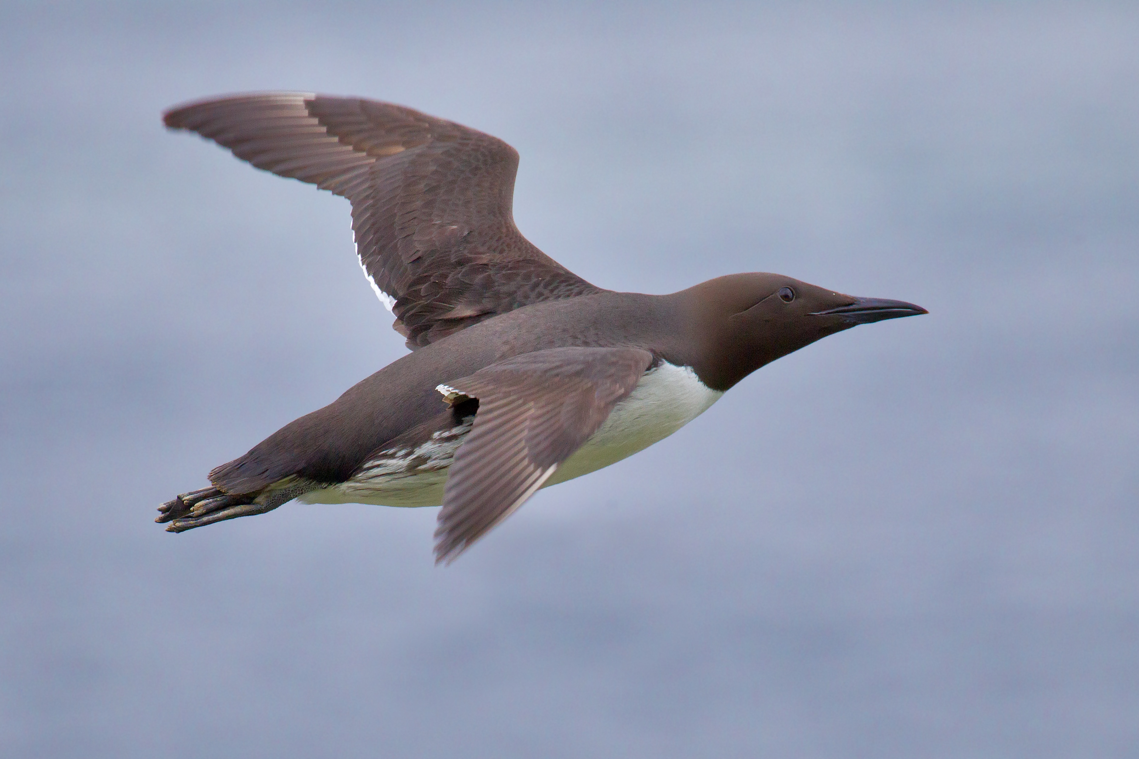 Seabirds: Learn All About 'Em