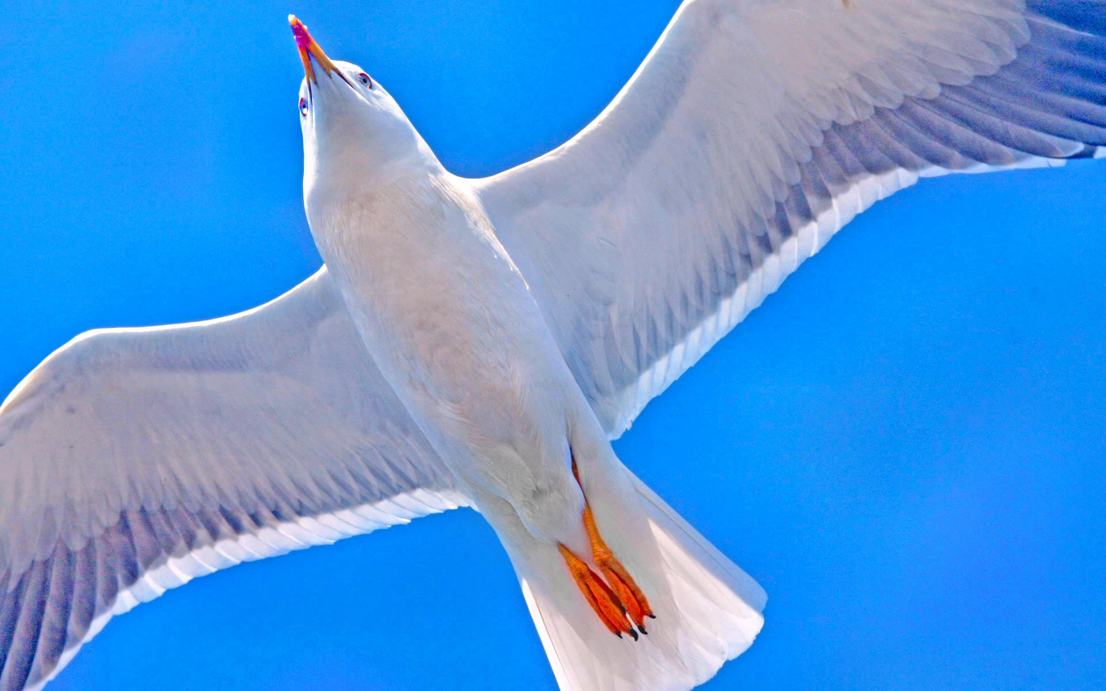 Seagulls Wallpaper HD