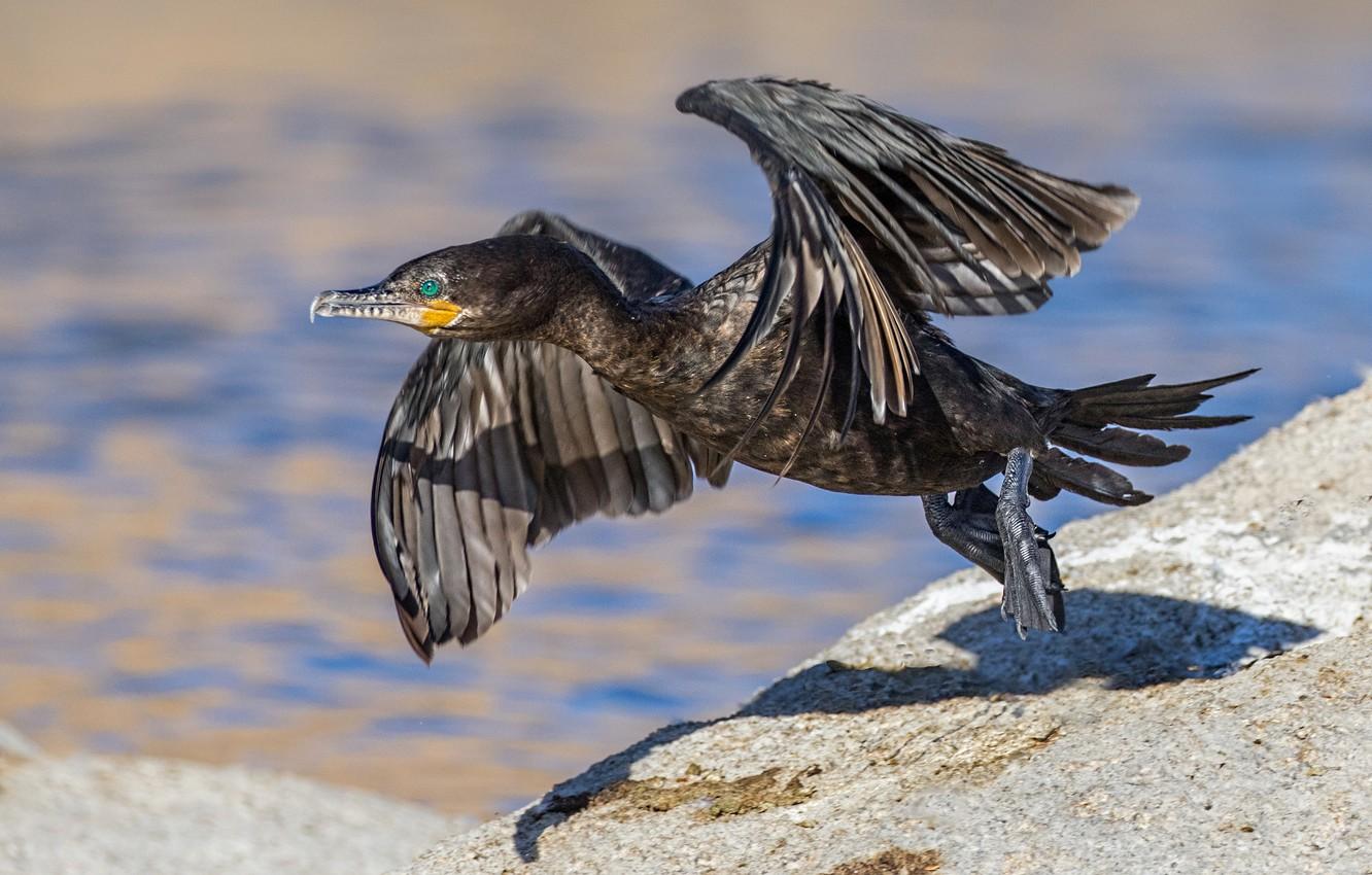 Wallpaper bird, wings, beak, start, cormorant image