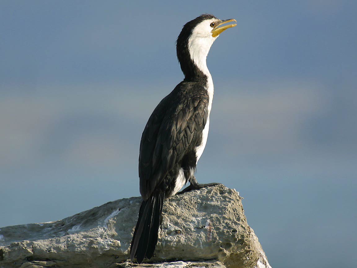 Cormorant Wallpaper and background