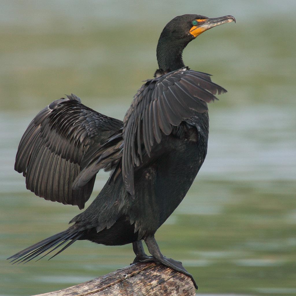 Double Crested Cormorant Photo And Wallpaper. Collection