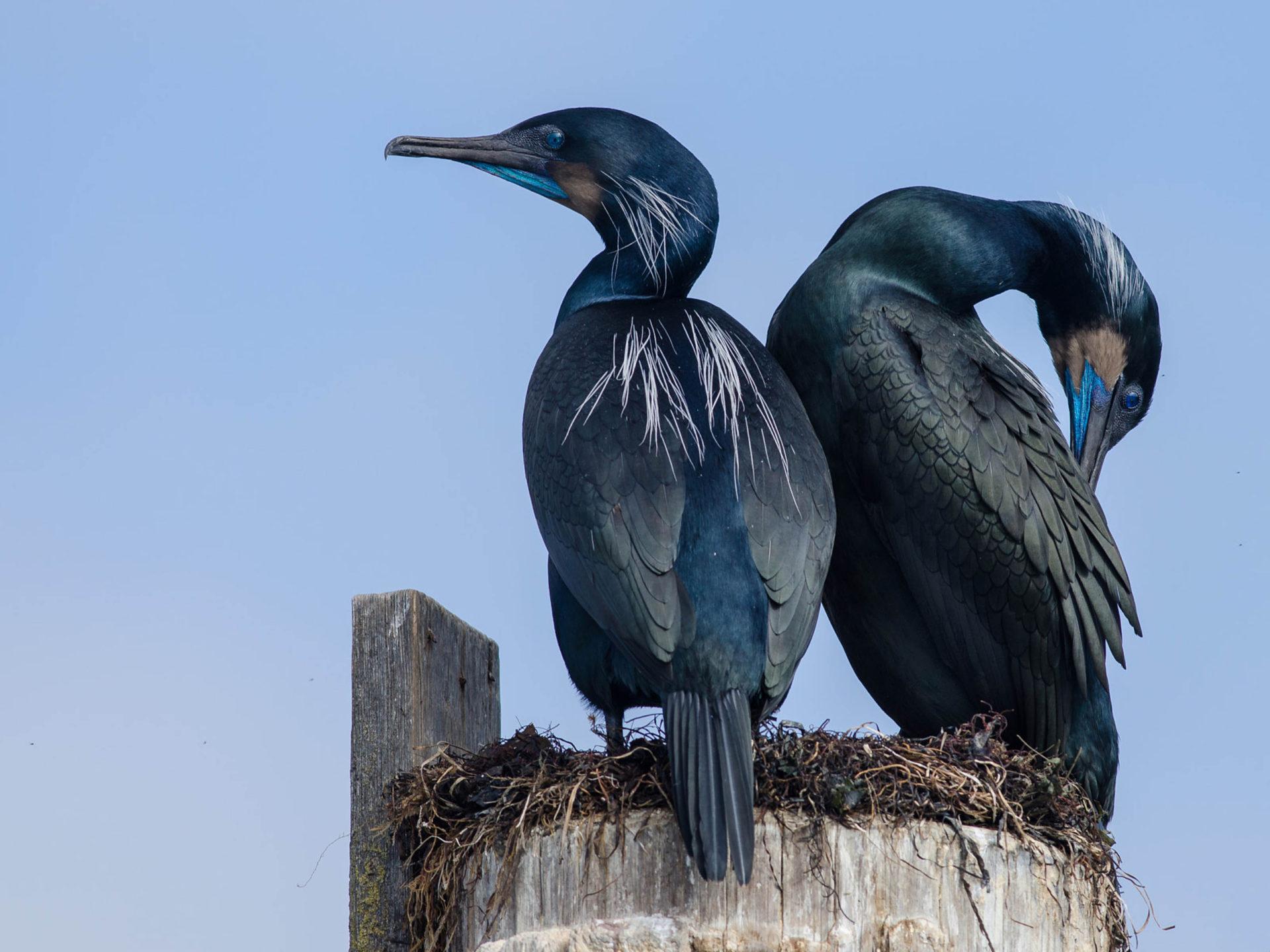 Brandt's Cormorants Camping Out At Their Nest In Elkhorn