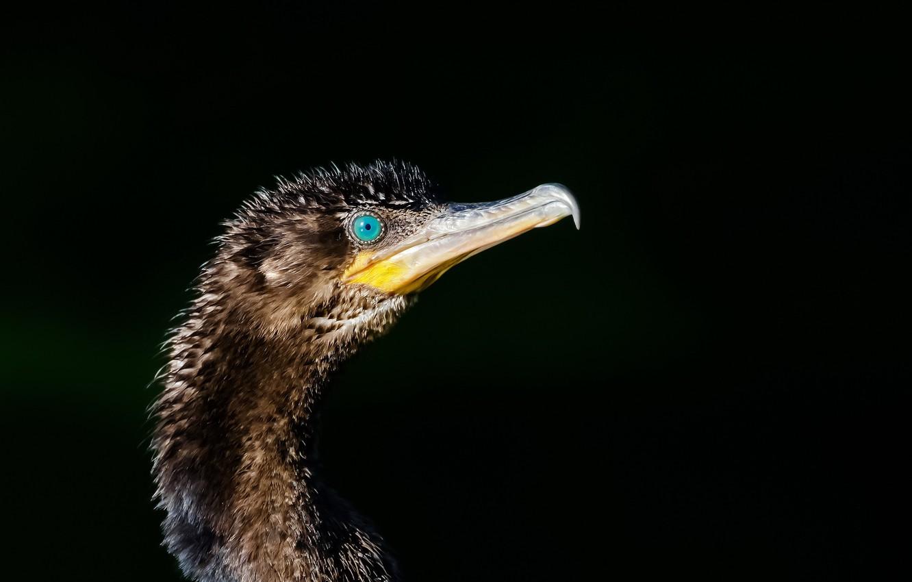 Wallpaper bird, cormorant, Phalacrocorax brasilianus, Bigua